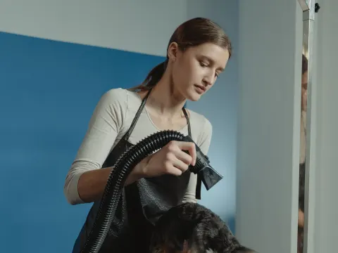 Groomer blow-drying a Yorkshire Terrier on a grooming table